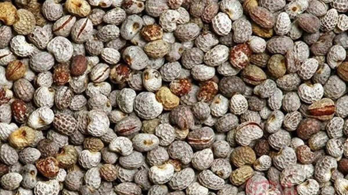 Acı Çehrenin Faydaları Nelerdir? Acı Çehre Ne İşe Yarar? Neye İyi Gelir?