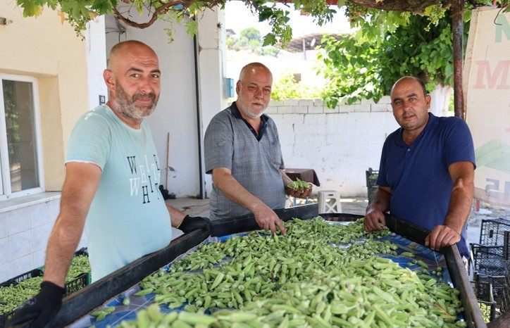 Türkiye’nin bamya ambarı
