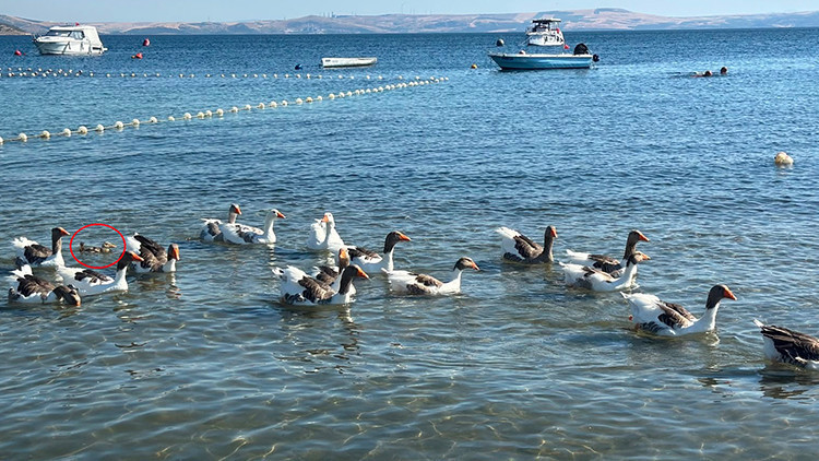 Erdek’in "Şartlı Tahliyeli" kazları sahile döndü: Sürüye bir de ördek yavrusu katıldı