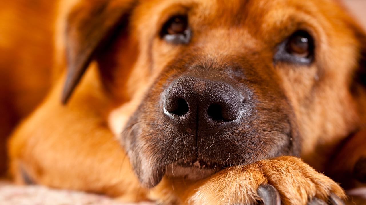 Yaralı köpeklerle bağış toplama dolandırıcılığı ifşa oldu