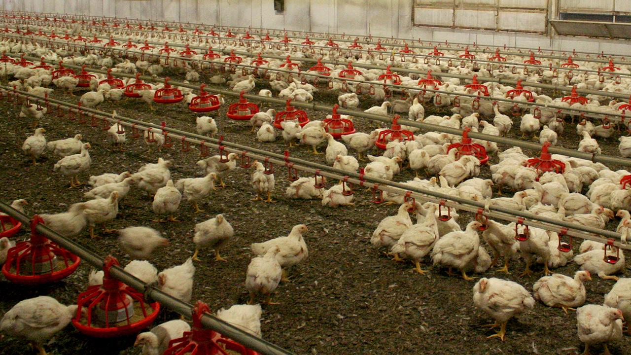 Avustralya, risk altındaki yerli kuşları H5N1 türü kuş gribine karşı aşılayacak