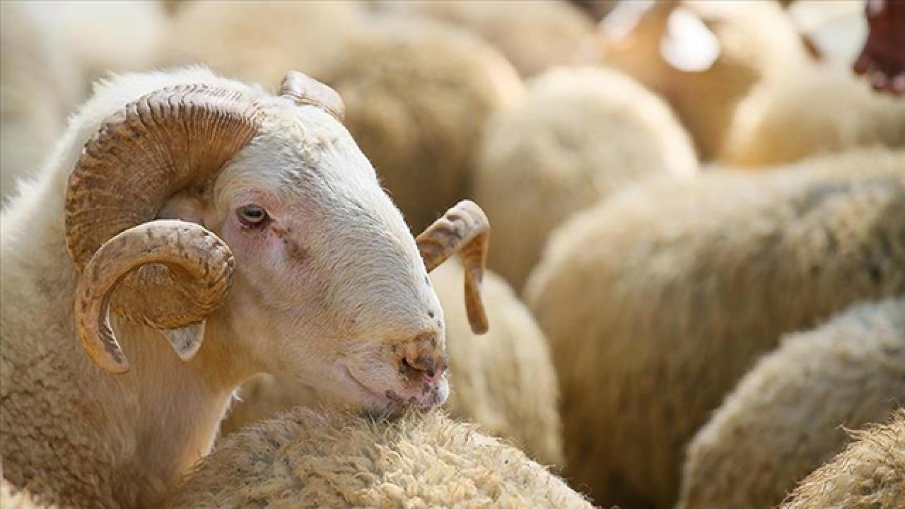 Kurban Bayramı deri sektörüne ivme kazandıracak