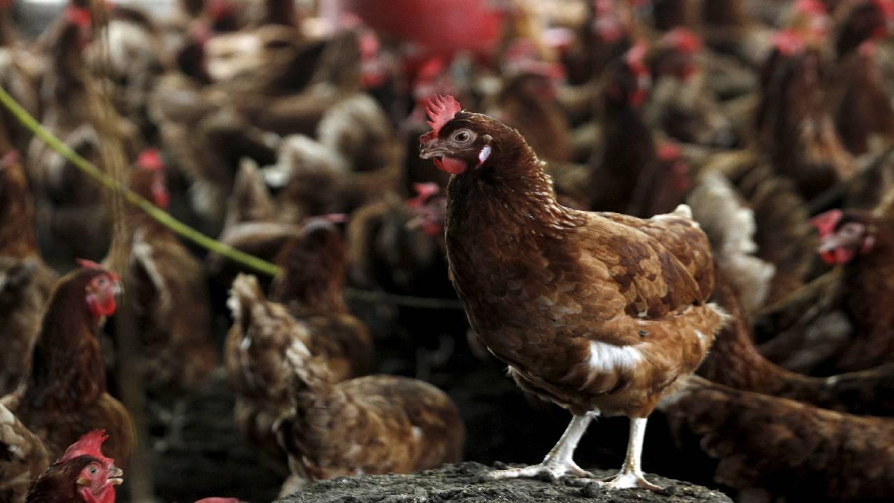Kuş gribi son kıtanın da kapısını çaldı: H5N1 Avustralyaya ulaştı