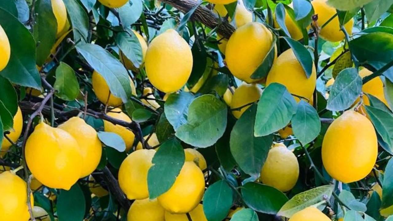 Türkiyeden 4 ayda 195 milyon dolarlık limon ihracatı