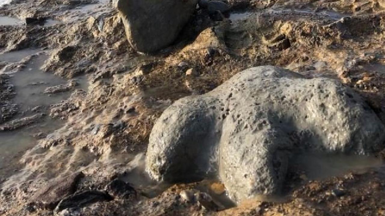 Tayland'da yeni bir dinozor türüne ait kalıntılar bulundu