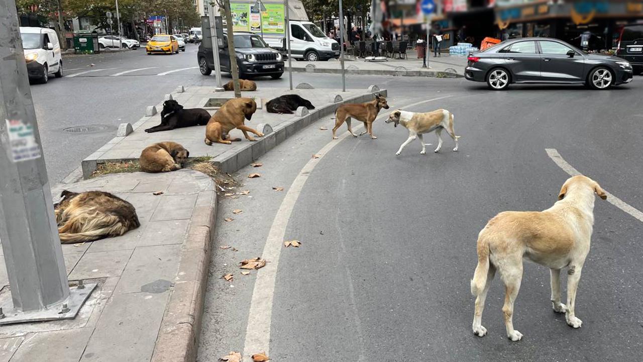 Yerel yönetimlere sahipsiz köpek uyarısı