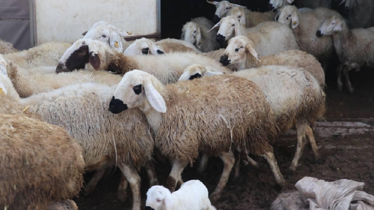 Kırsalda Bereket Küçükbaşa Destek projesine başvurular başladı