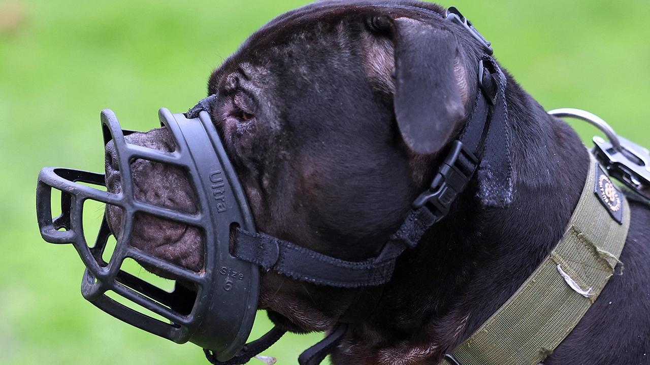 İngiltere, 12 yaş altı çocukların köpeklerle yalnız bırakılmasını yasaklamaya hazırlanıyor
