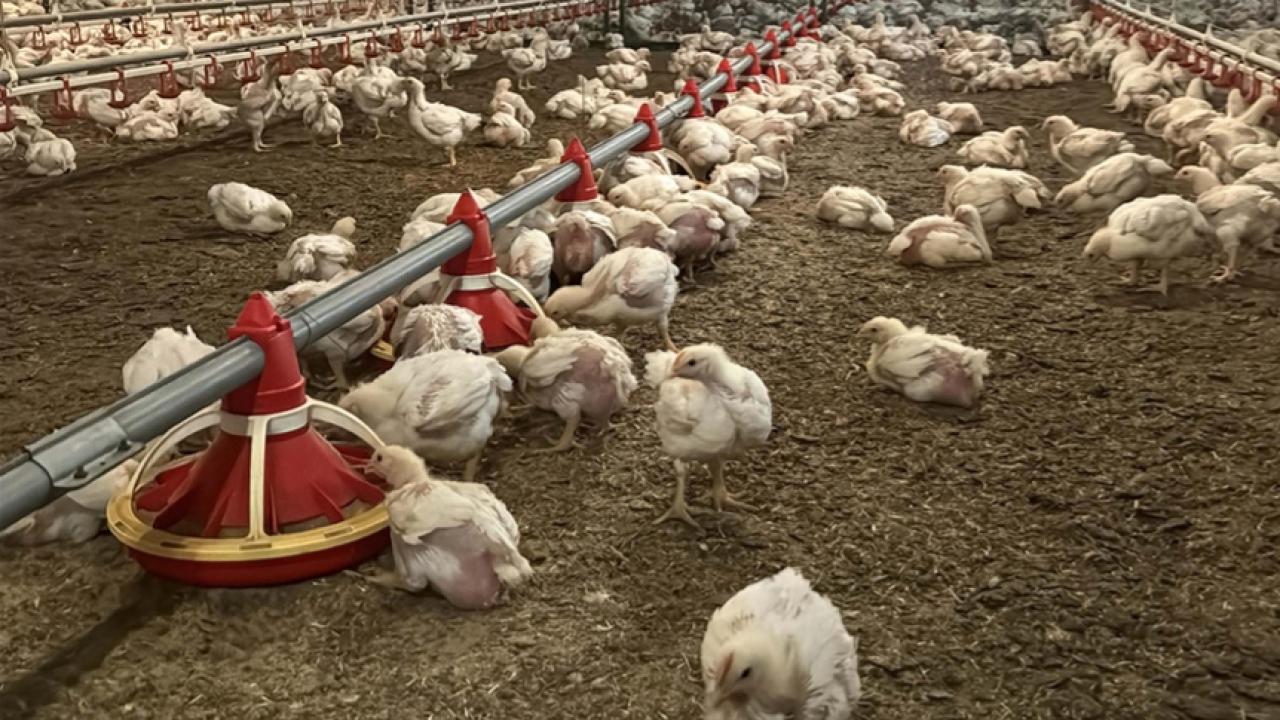 Dünyanın et tüketimi son 60 yılda dört katına çıktı