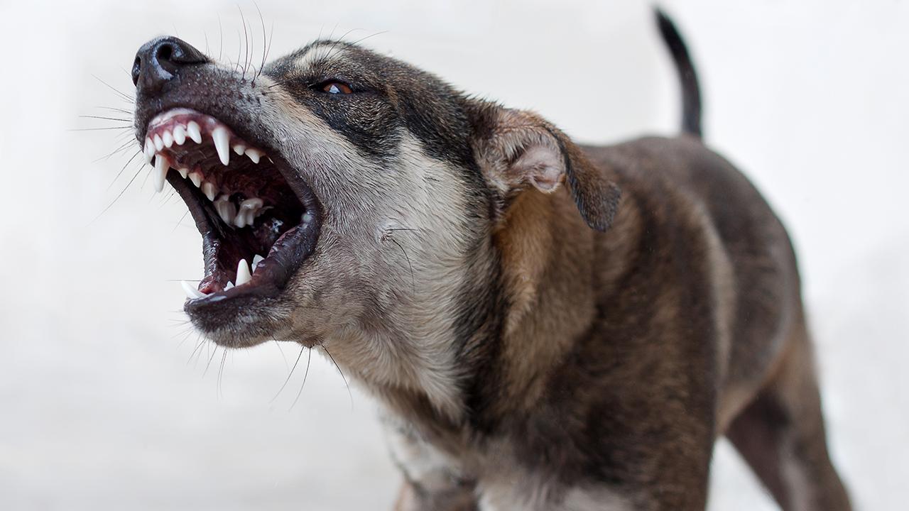 Sahipsiz köpek saldırıları sonrası 3 belediye başkanı hakkında işlem