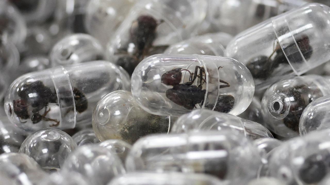 Valizinden 2 bin 200 canlı karınca çıktı