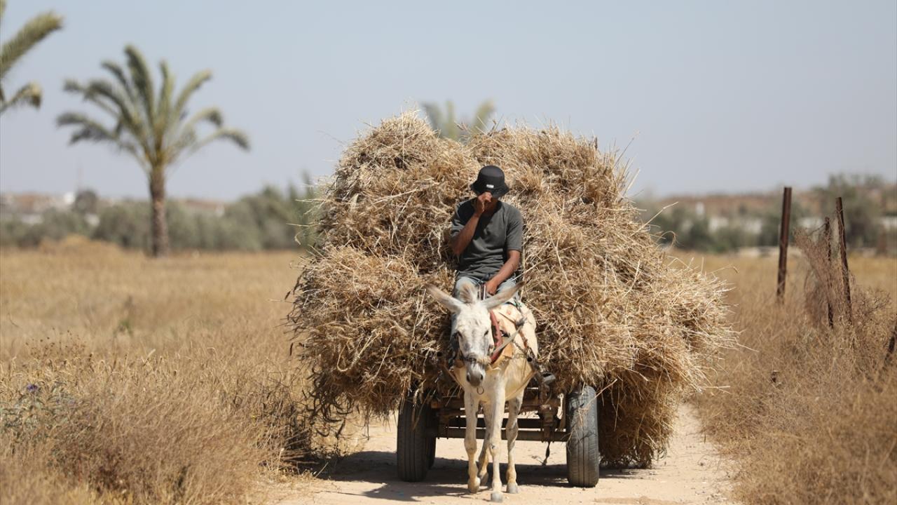 FAO'dan Gazze'ye yönelik tarımsal girdilere uygulanan kısıtlamaların kaldırılması çağrısı