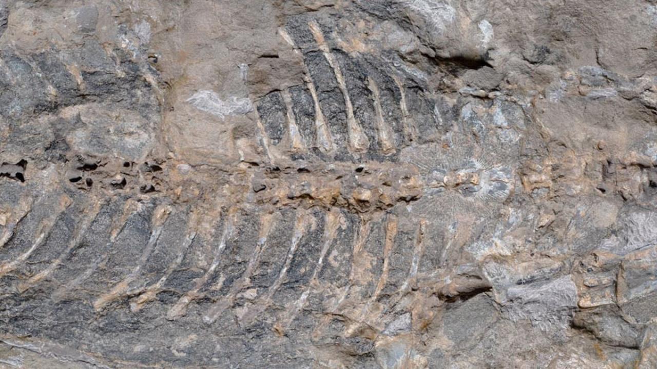 Bahçe duvarı için alınan taşın içinden 240 milyon yıllık hazine çıktı