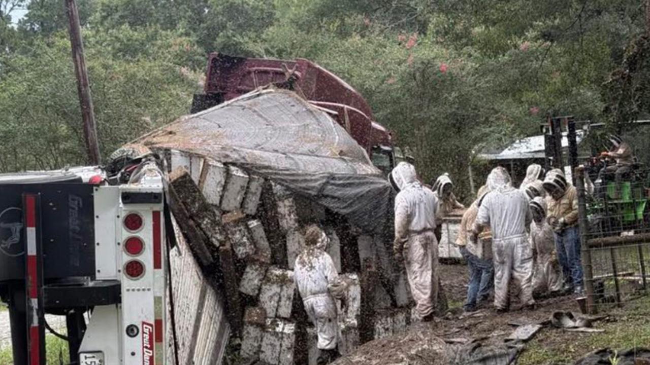 Texas'ta arı yüklü TIR devrildi: Milyonlarca bal arısı çevreye yayıldı