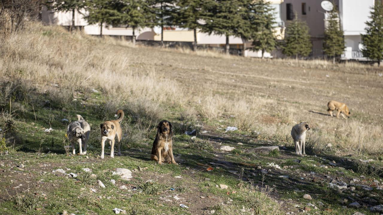 Ankara'da 52 bin sahipsiz sokak hayvanı toplandı