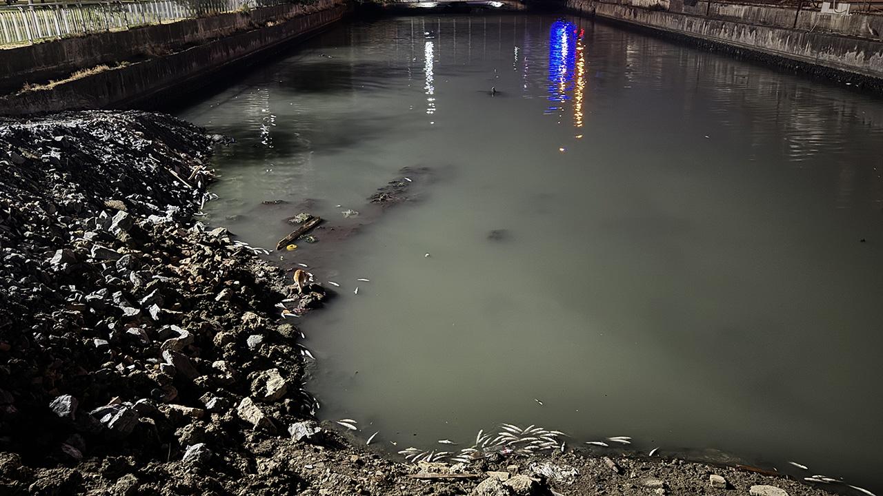 Bakırköy'de dere yatağında binlerce ölü balık bulundu