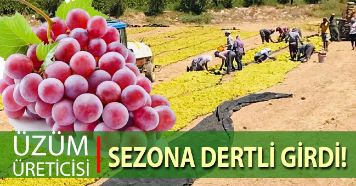 Üzüm üreticisi sezona dertli girdi